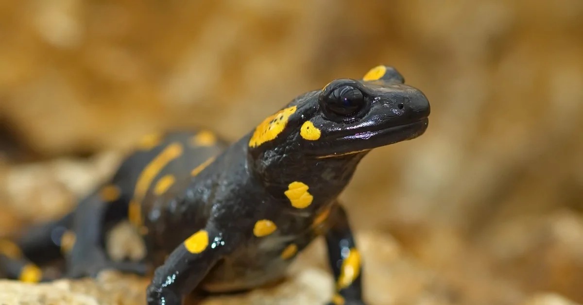 How to choose and buy a Spotted Salamander on a bulletin board in Israel