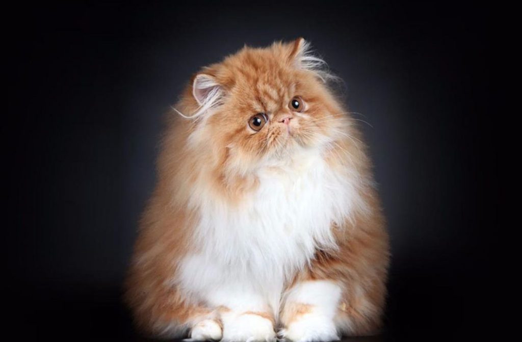 Как выбрать и купить персидскую кошку на доске объявлений в Израиле.