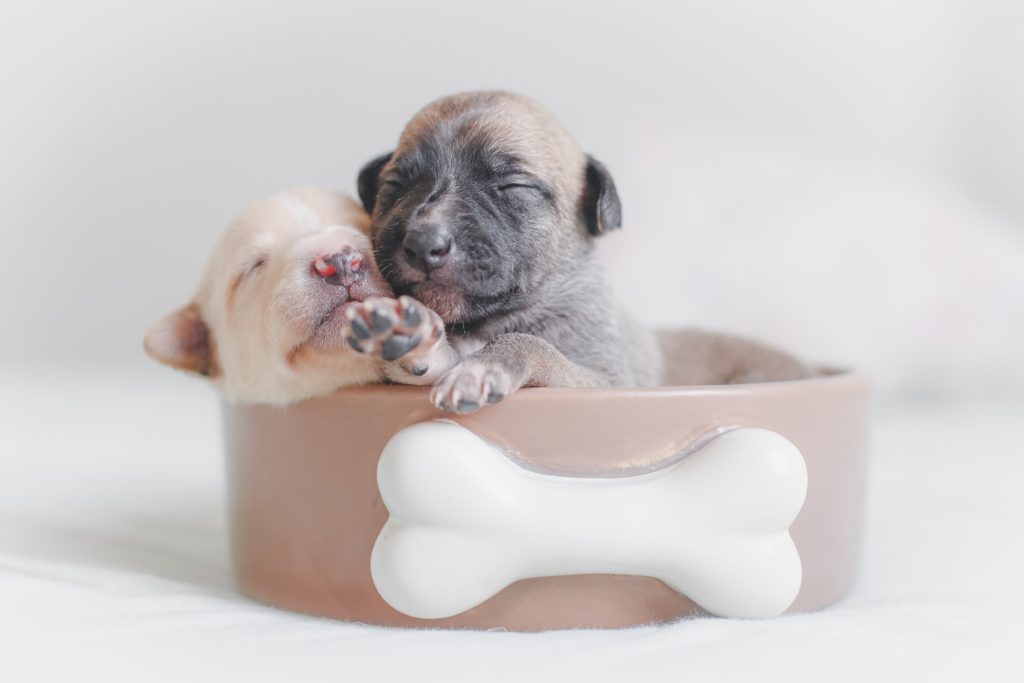 How to prepare your home for the arrival of a New puppy