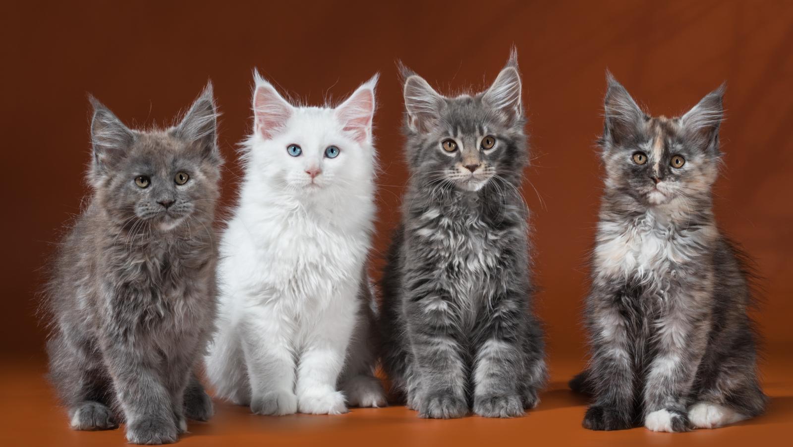 How to choose a Maine Coon kitten on a bulletin board in Israel