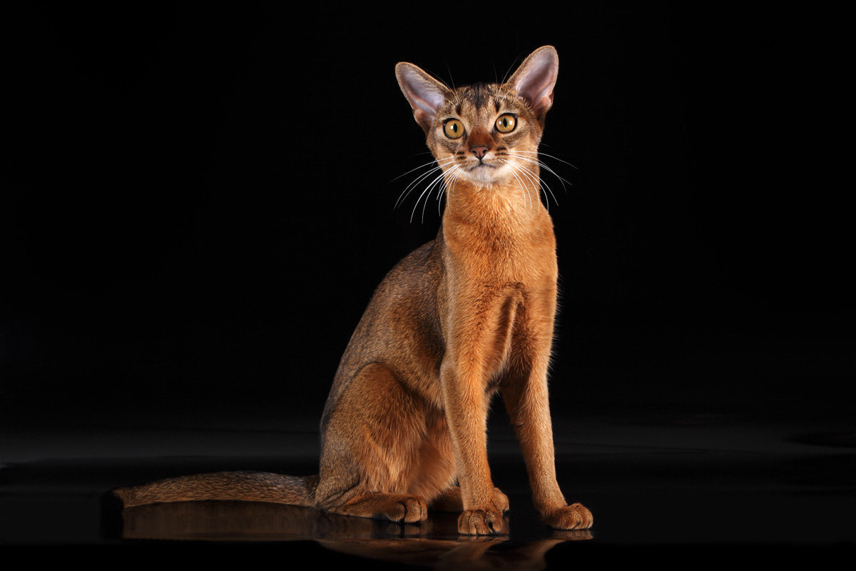 Sale of Abyssinian cats in Israel on the bulletin board