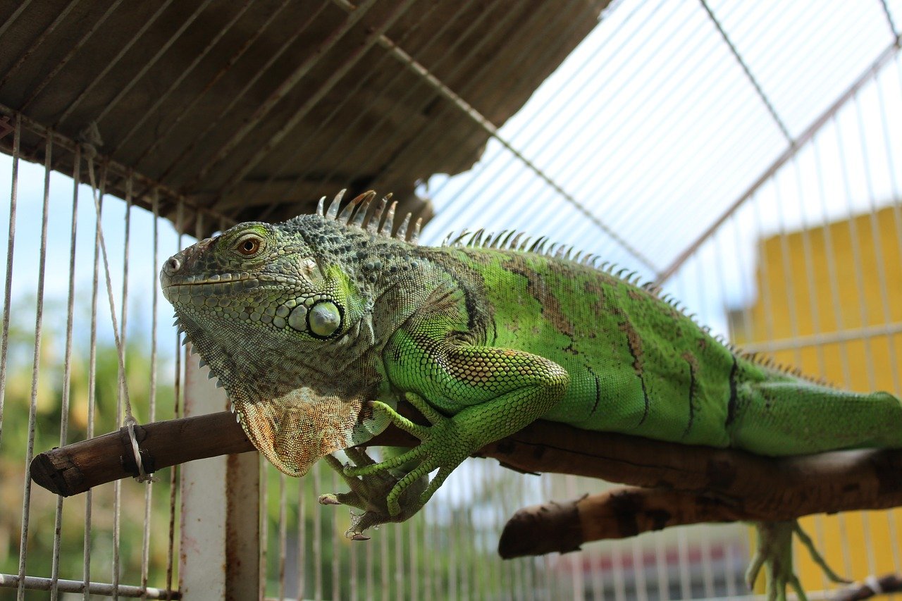 How to choose and buy an Iguana on a bulletin board in Israel