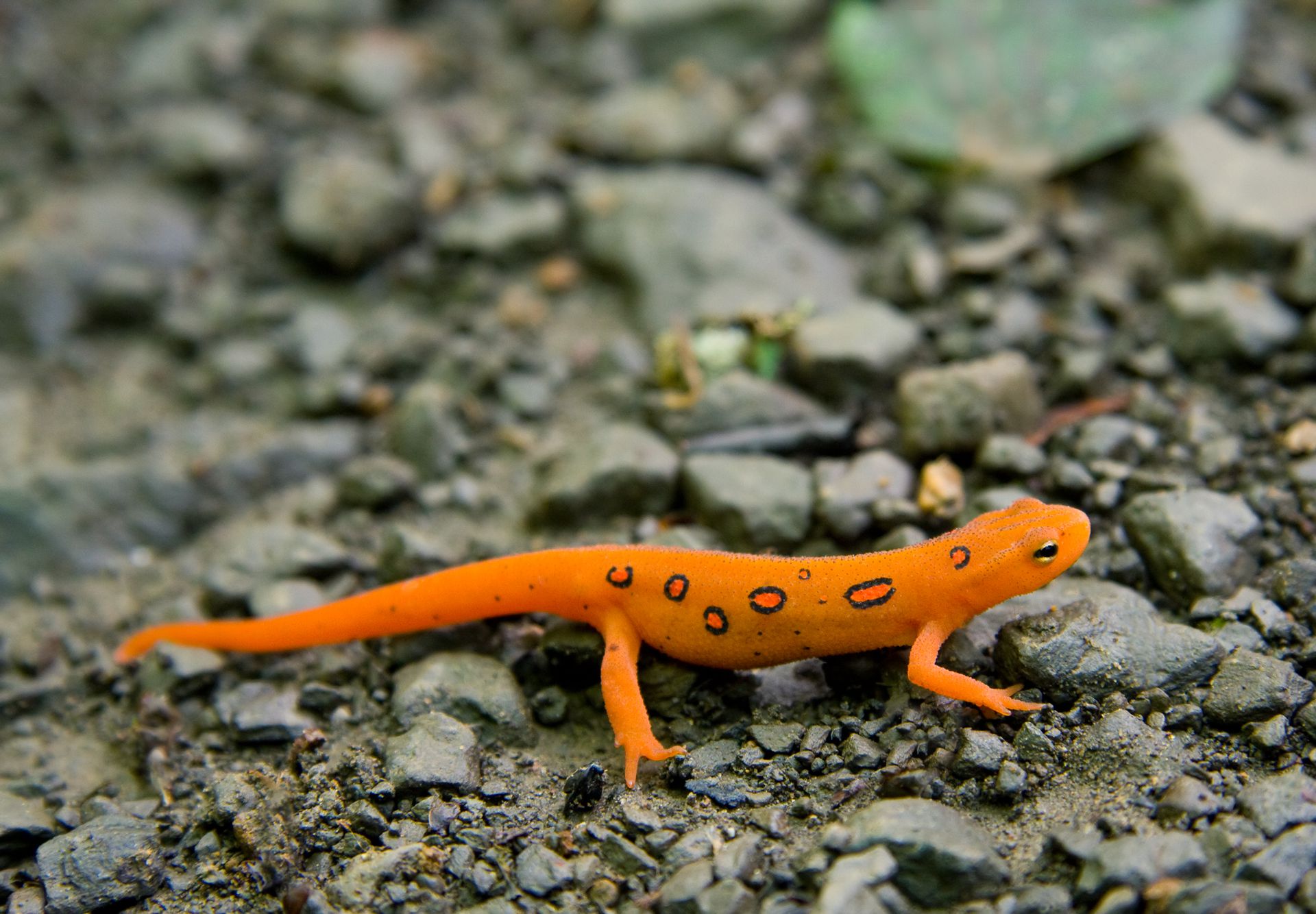 How to choose and buy an Oriental newt on a bulletin board in Israel