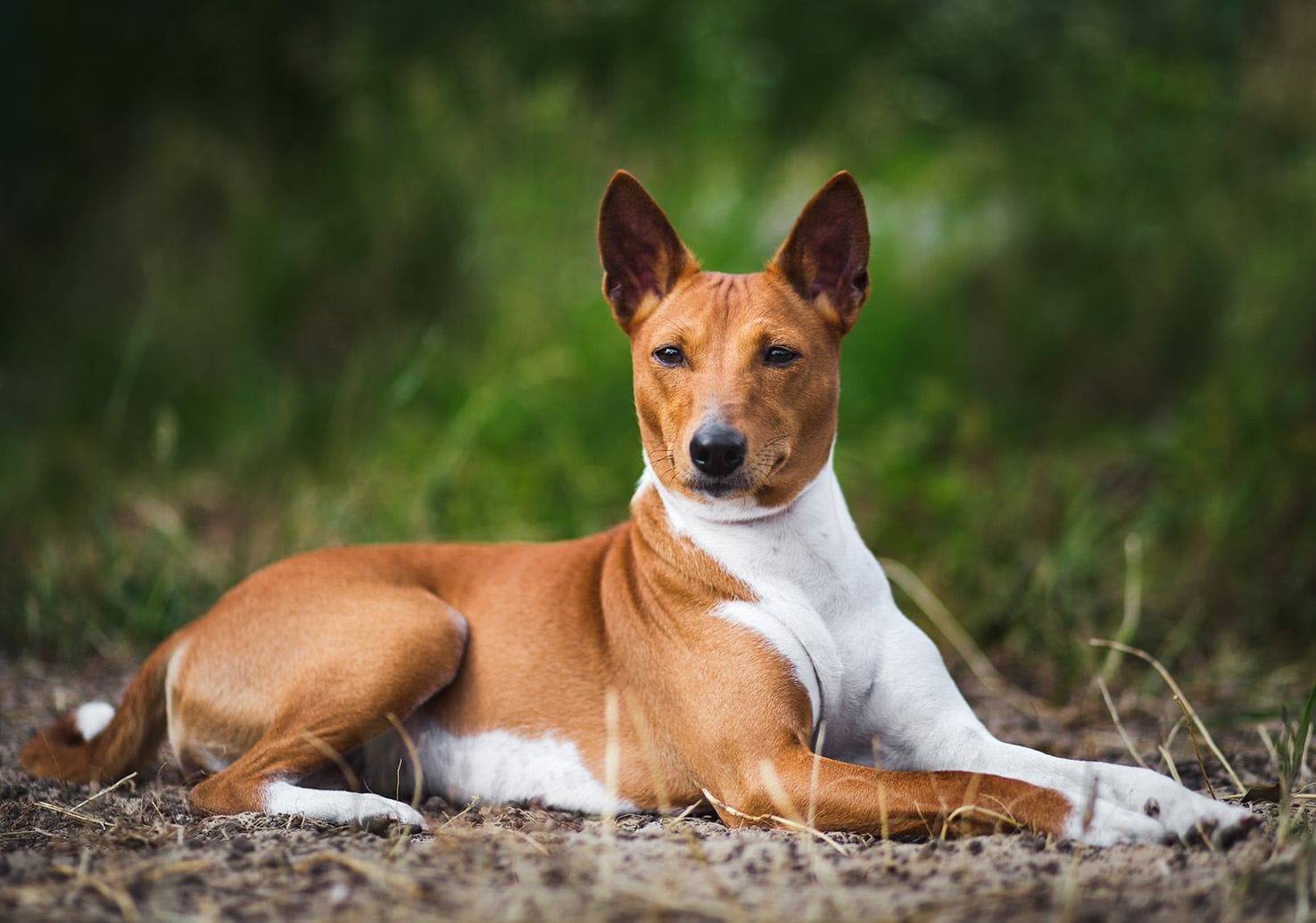 איך לבחור ולקנות כלב מגזע Basenji על לוח מודעות בישראל