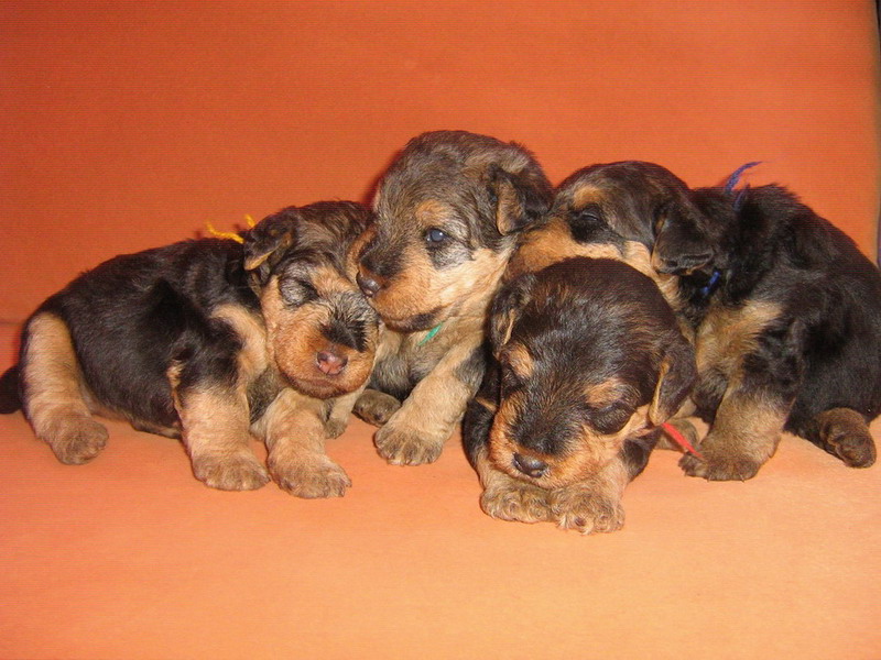 How to choose a Welsh Terrier puppy on a bulletin board in Israel