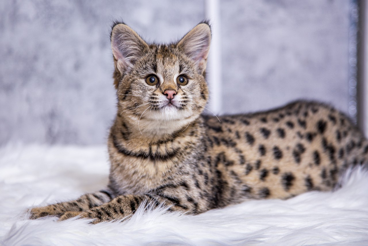 Savanna kittens for sale in Tiberias: unleash the wild spirit in your home.