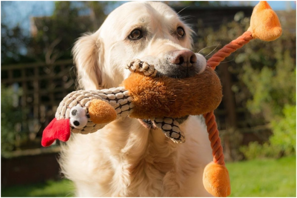 Les chiens peuvent apprendre plus de 150 mots