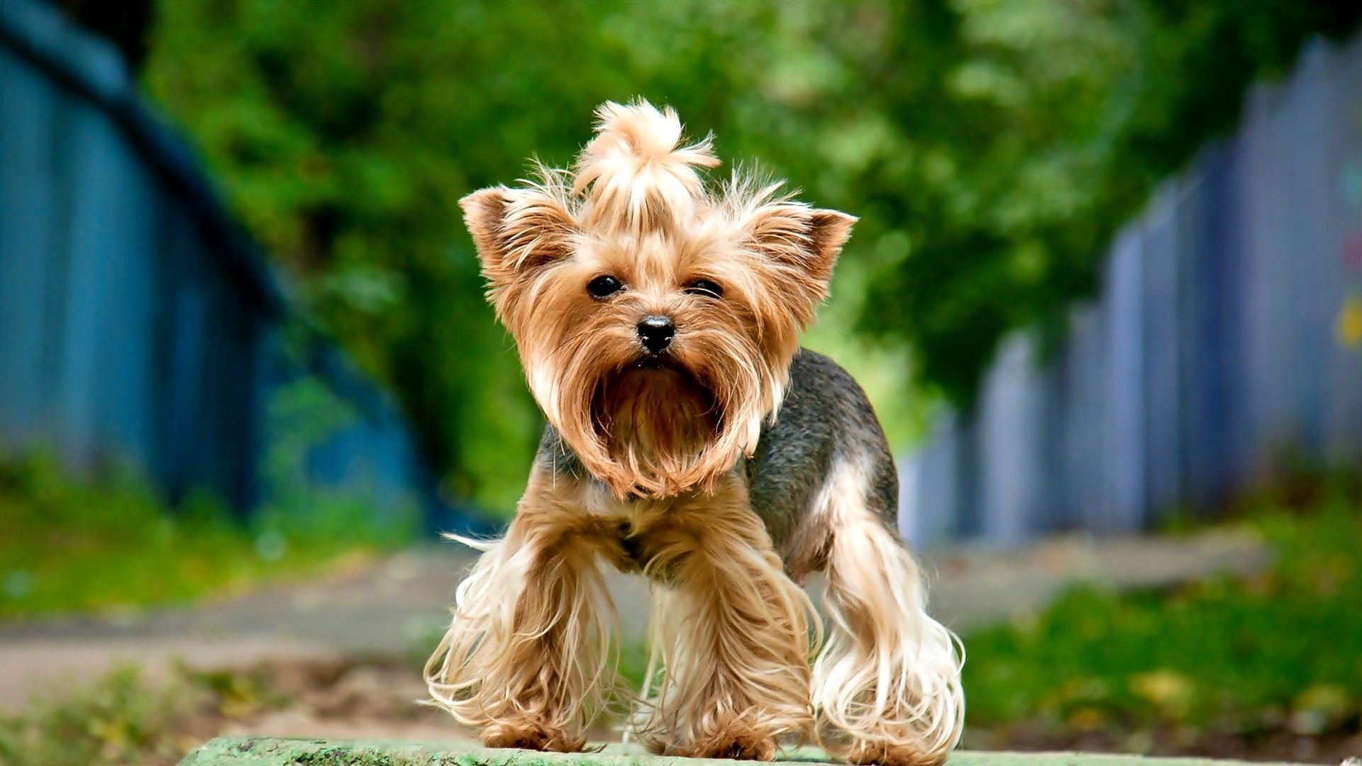 How to choose and buy a Yorkshire Terrier breed dog on a bulletin board in Israel