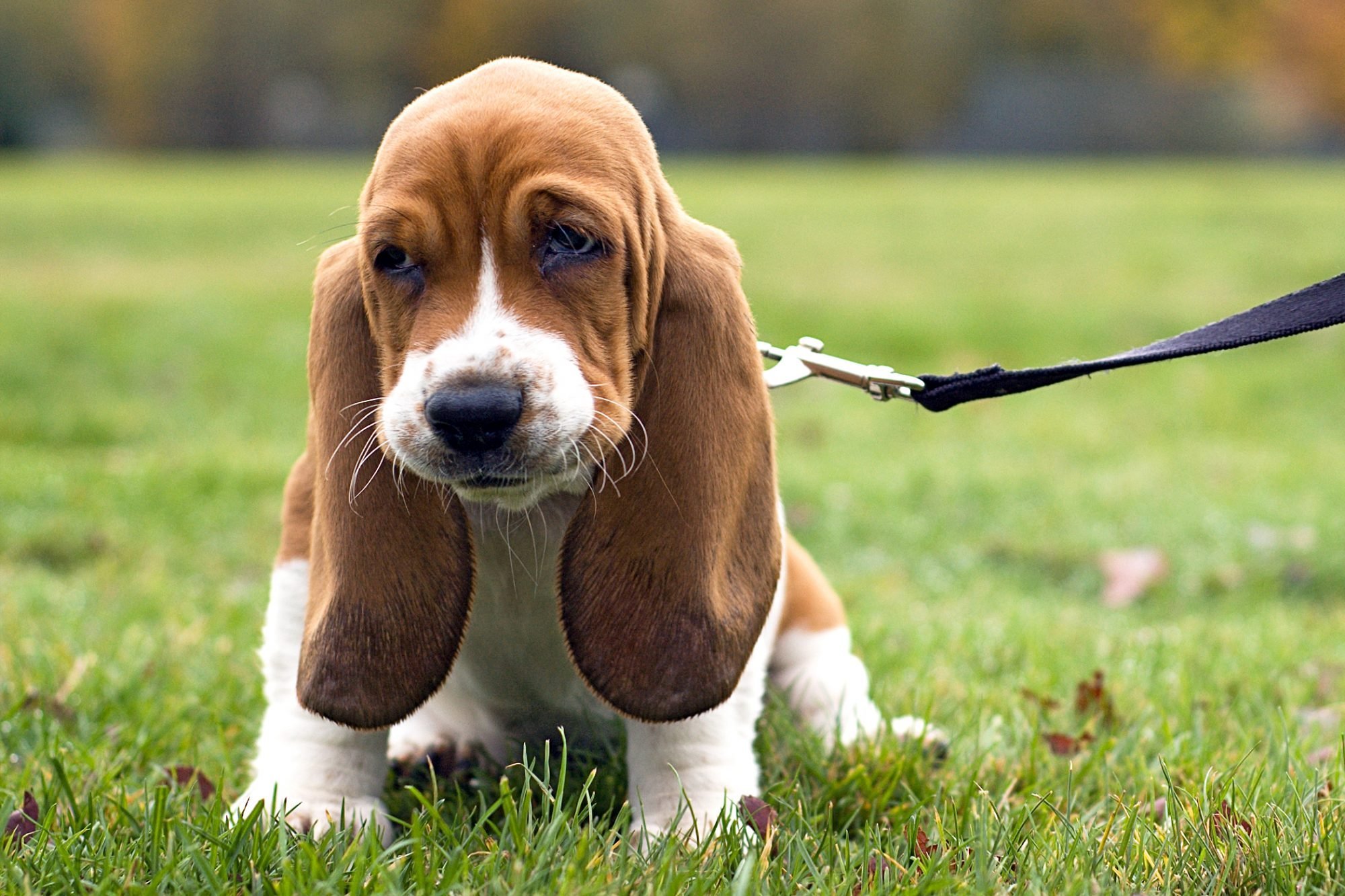 How to choose a Basset puppy on a bulletin board in Israel