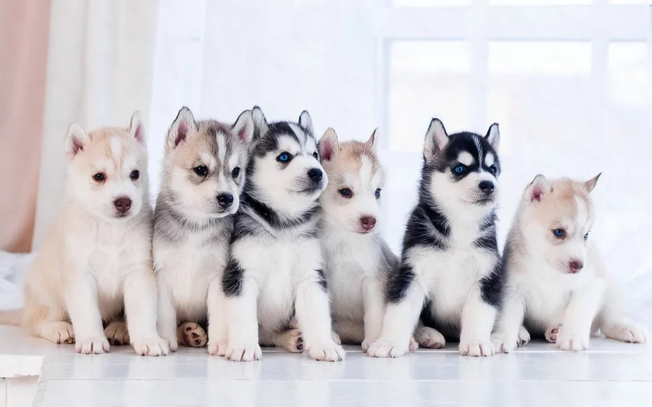 How to choose a Siberian Husky puppy on a bulletin board in Israel