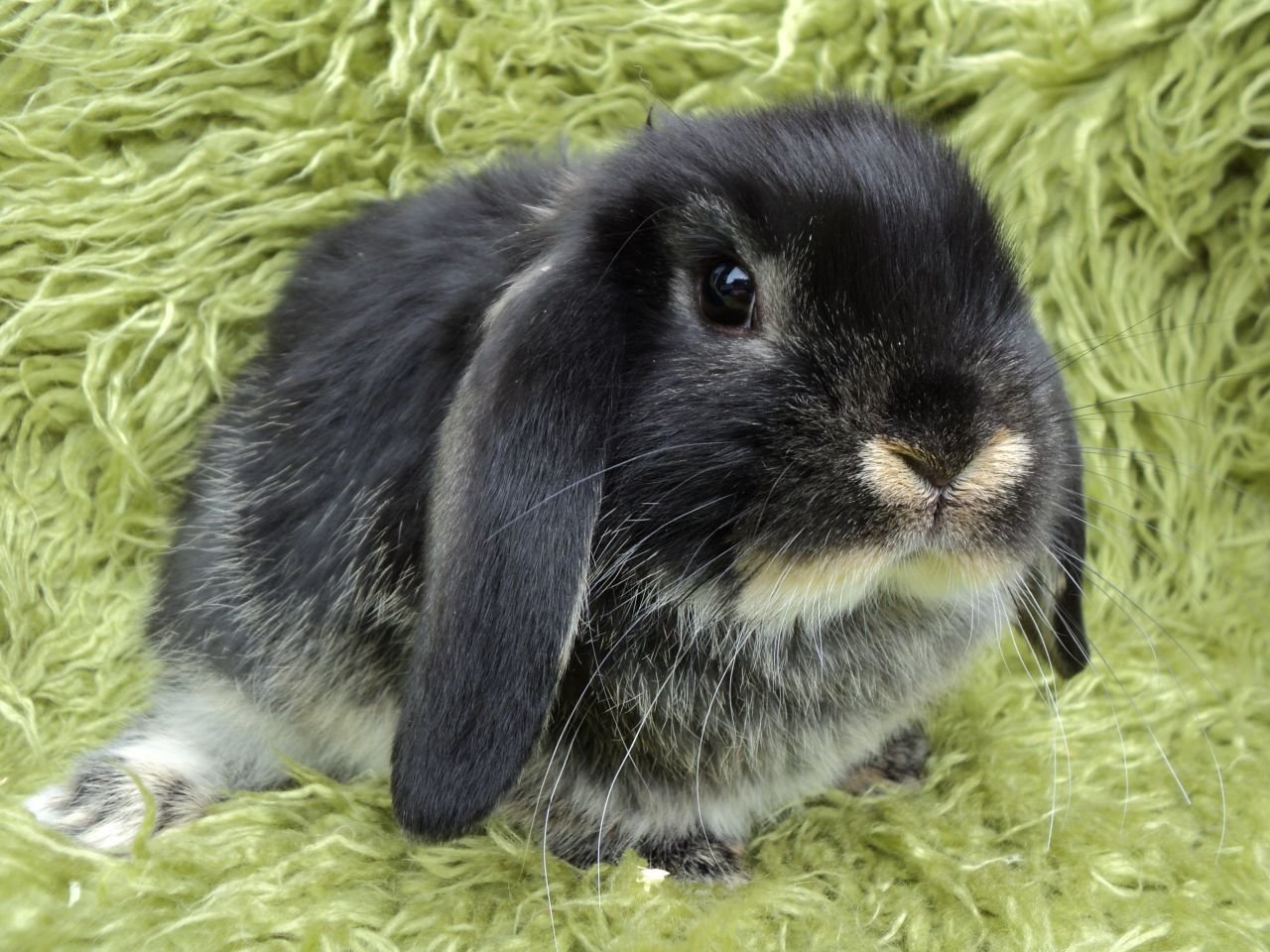 Comment choisir et acheter un lapin hollandais sur un tableau d'affichage en Israël