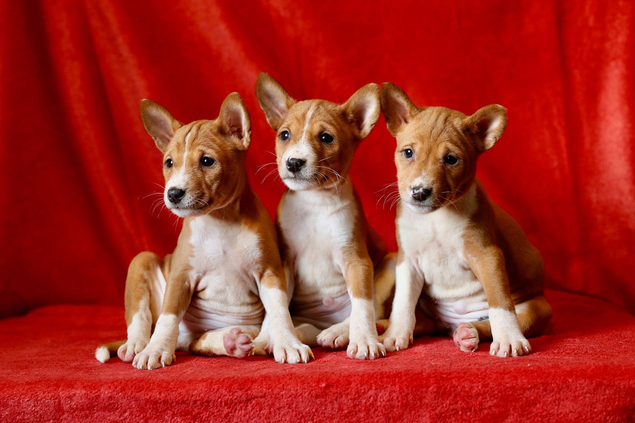 How to choose a Basenji puppy on a bulletin board in Israel