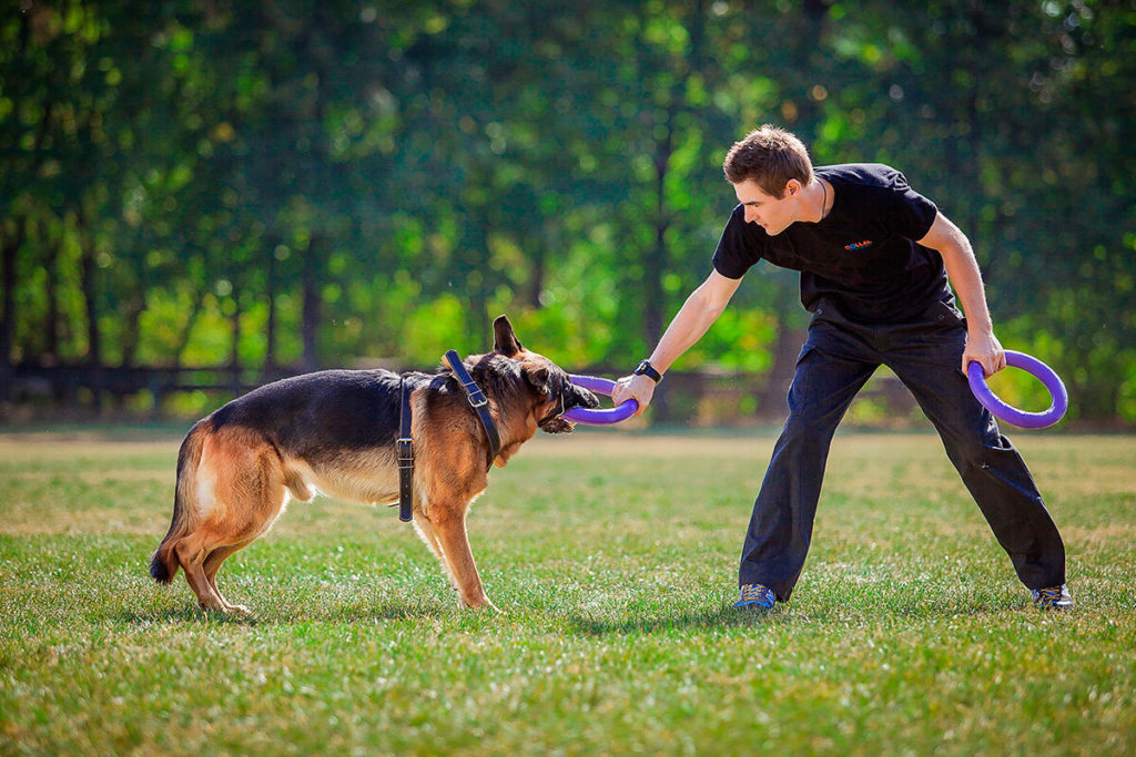 L'importance de l'exercice pour les chiens : avantages et conseils pour garder votre chiot actif