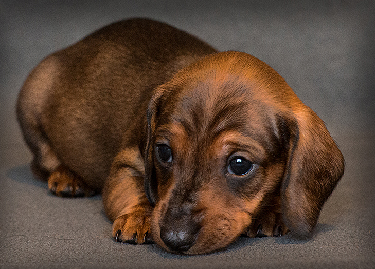 How to choose a Dachshund puppy on a bulletin board in Israel