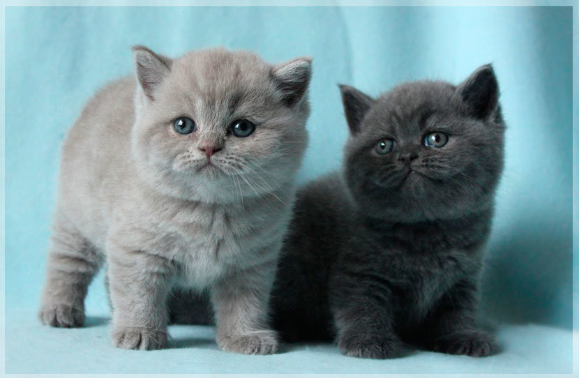 גורי חתולים בריטים קצרים למכירה באשדוד: יופי קלאסי וטמפרמנט נעים.