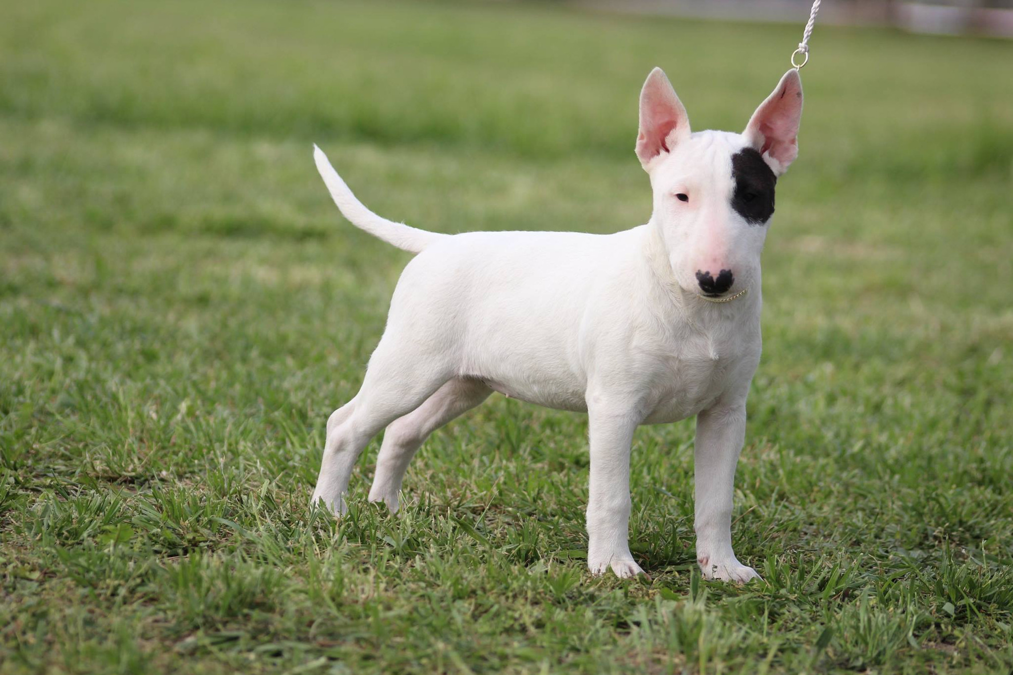 How to choose a Bull Terrier puppy on a bulletin board in Israel