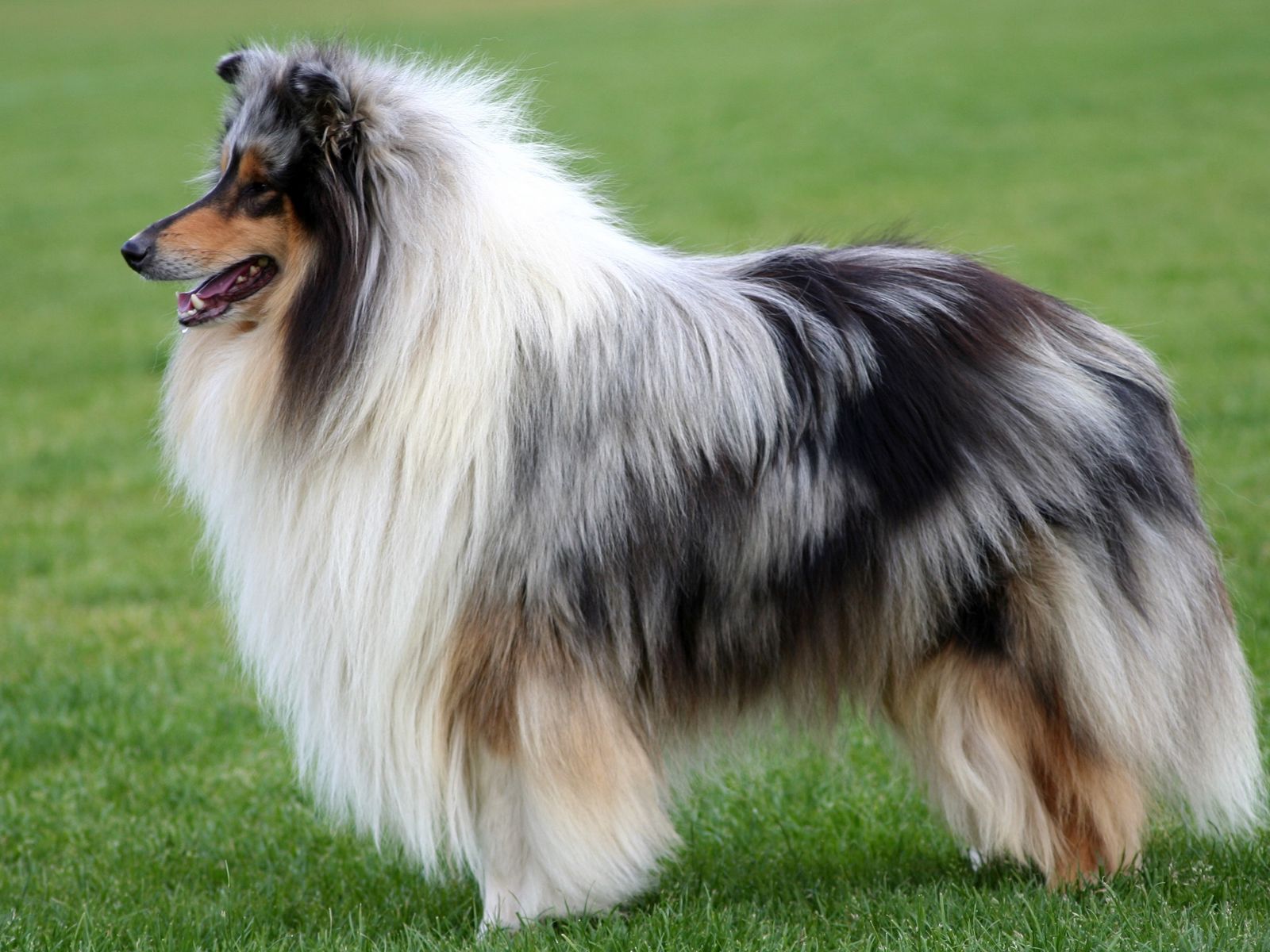 أهمية رعاية سلالات الكلاب ذات الشعر الطويل