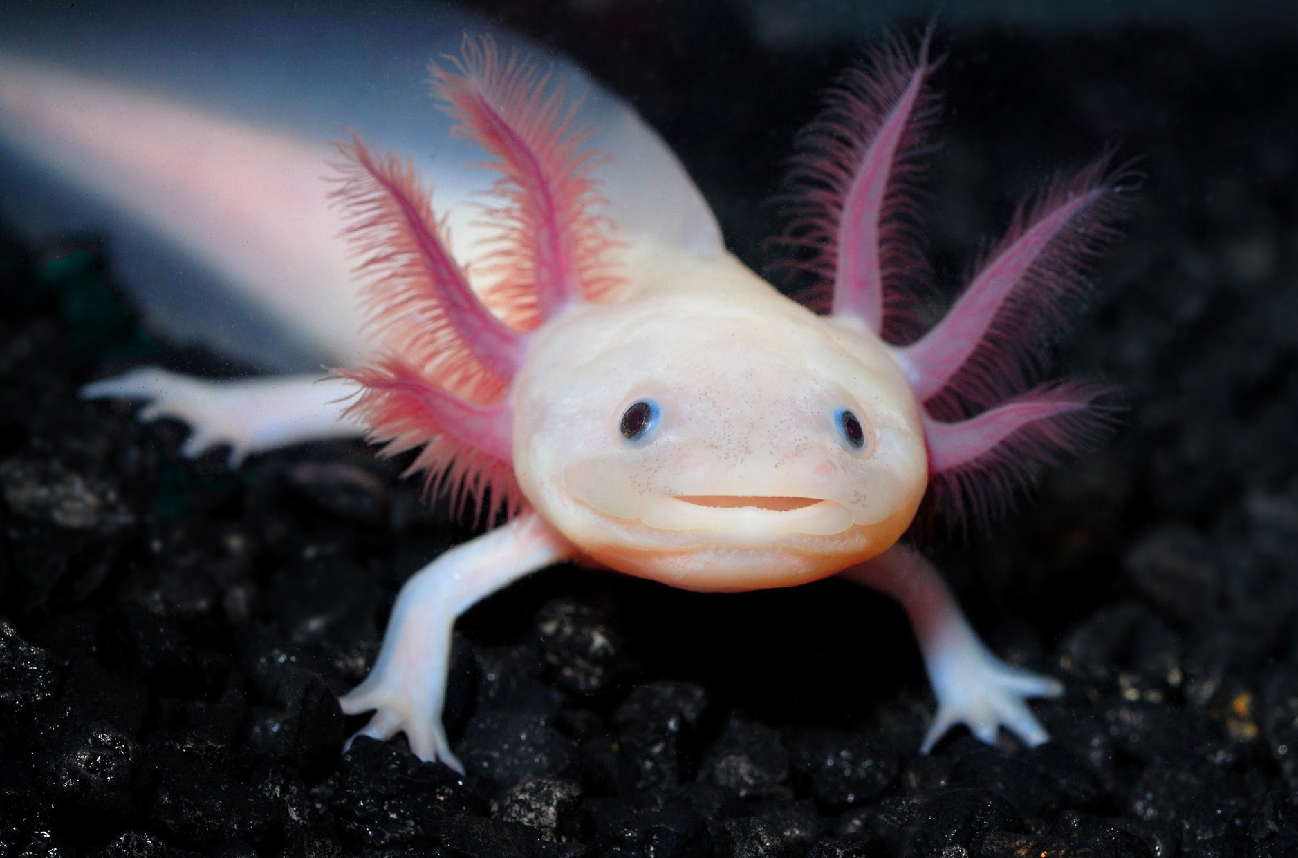 Comment choisir et acheter un Axolotl sur un tableau d'affichage en Israël