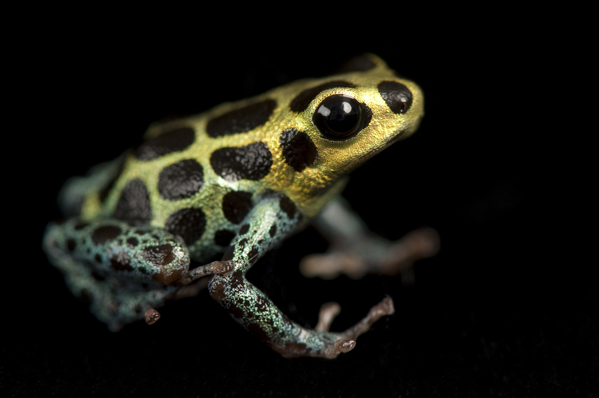 Comment choisir et acheter une fléchette grenouille sur un tableau d'affichage en Israël