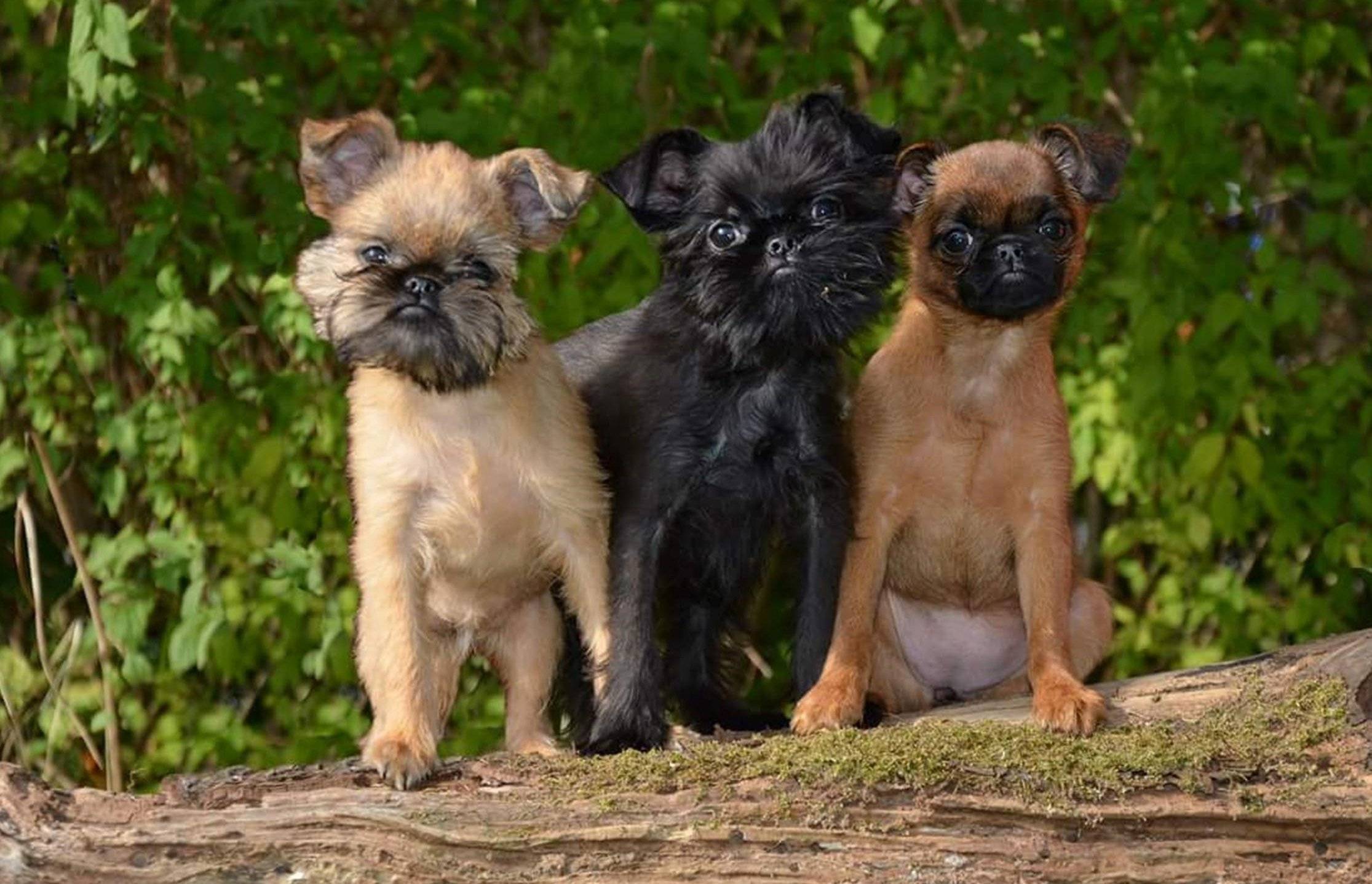 How to choose a Belgian Griffon puppy on a bulletin board in Israel