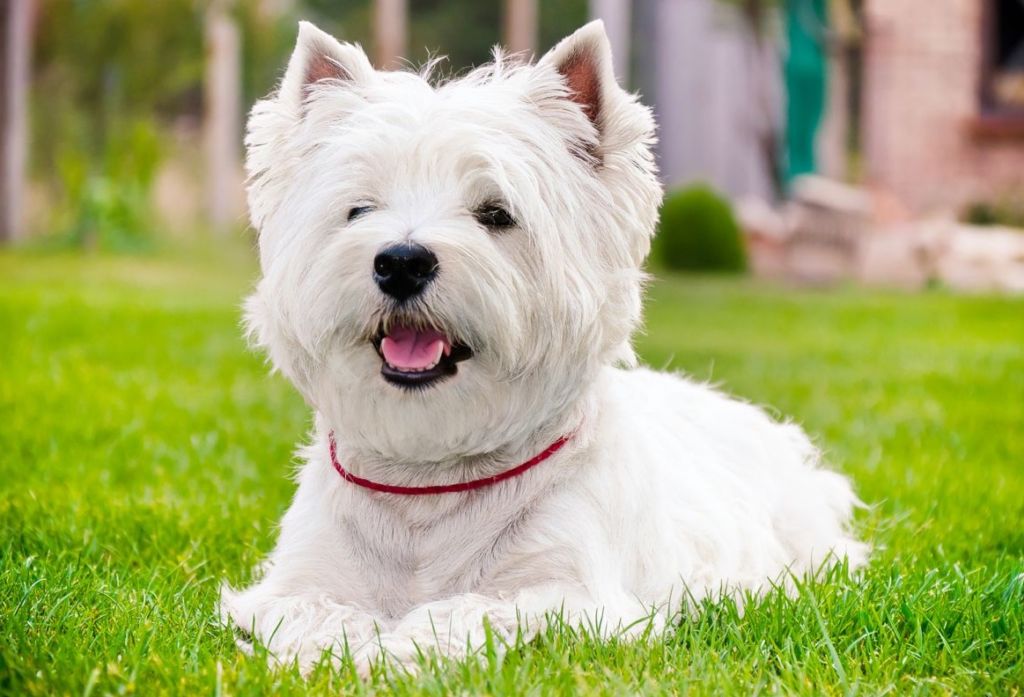 How to choose and buy a West Highland White Terrier breed dog on a bulletin board in Israel