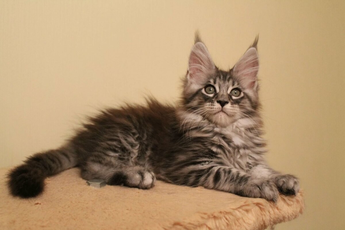 Chatons Maine Coon à vendre à Jérusalem : ressentez le charme majestueux des grands félins.