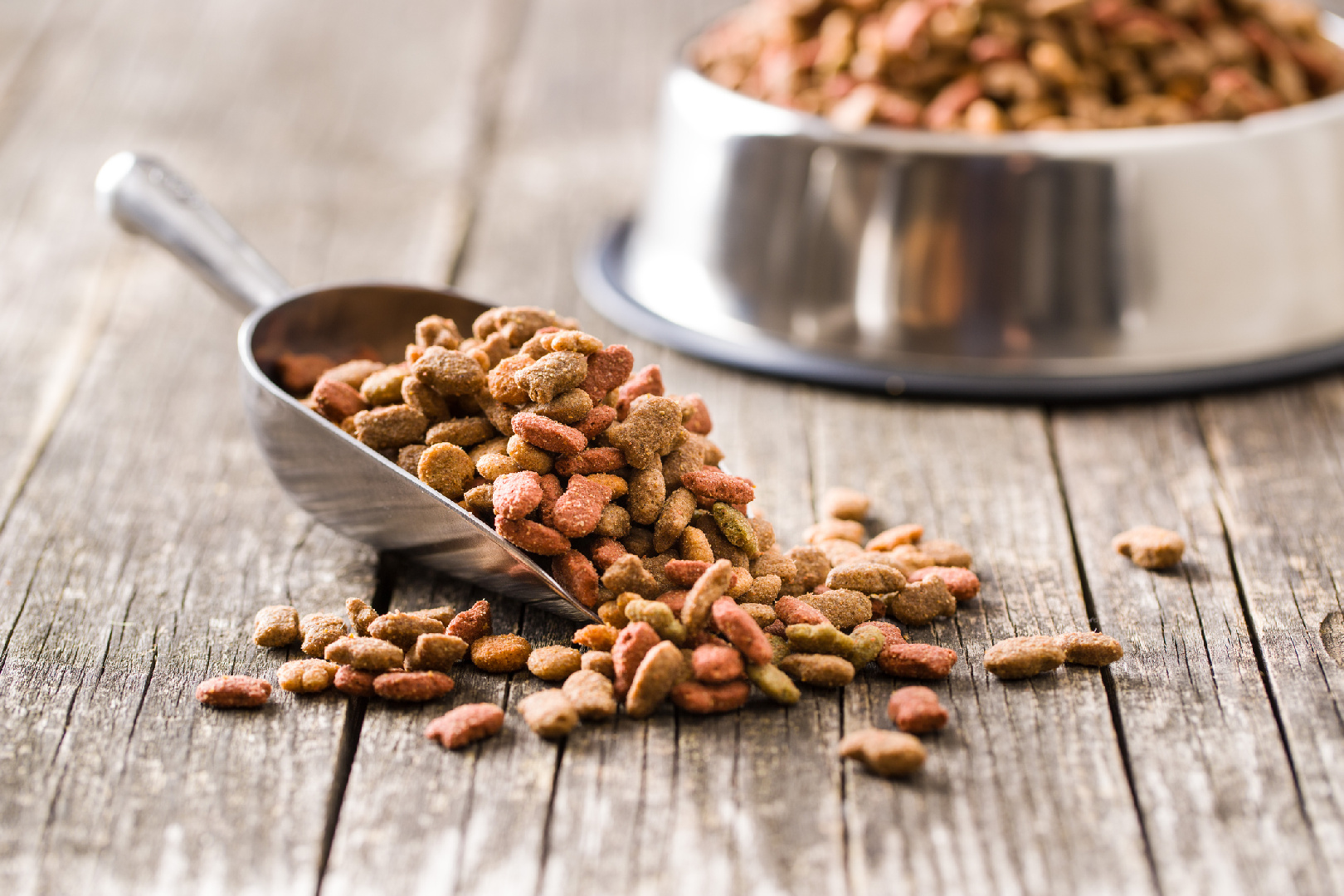 Buying Dog Food in Israel: Tips for Choosing the Right Nutrition