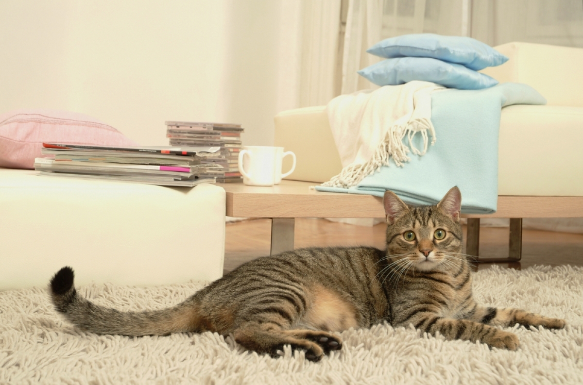 Выбор подходящей кошки для проживания в квартире в Израиле