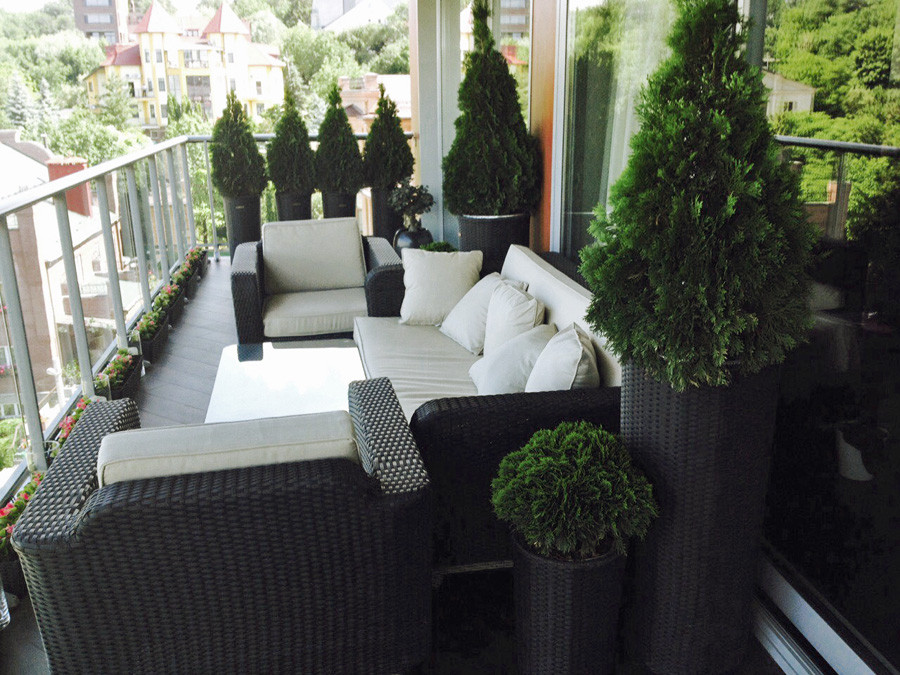 Вечнозеленые растения для балкона: Где купить в Израиле