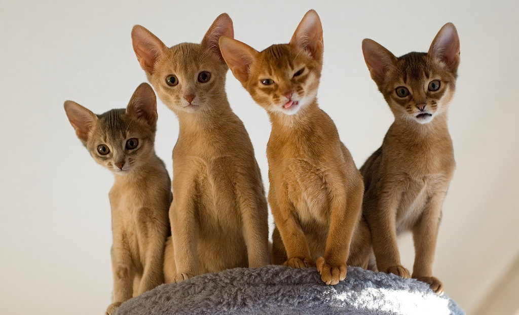 Choosing a cat breed that thrives in the climate of Israel