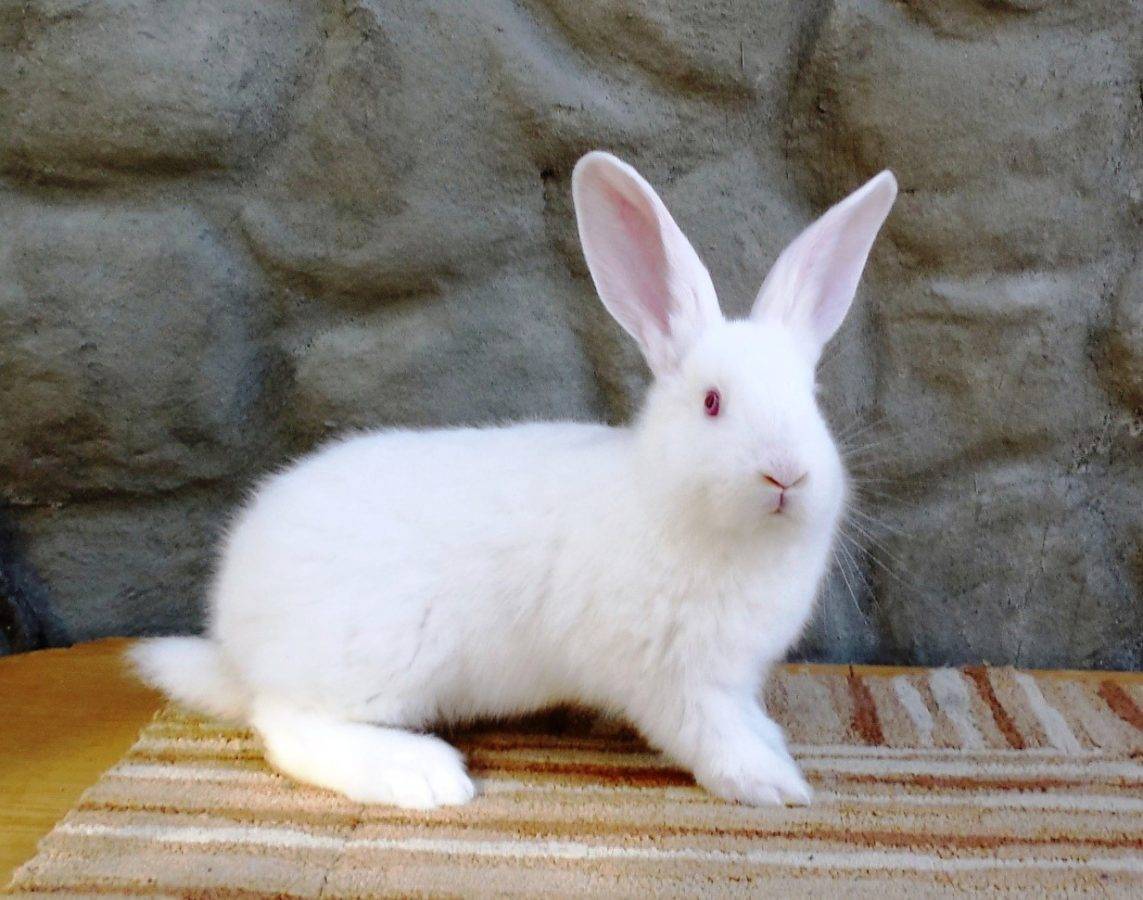 Comment choisir et acheter un lapin de race Pannon sur un tableau d'affichage en Israël