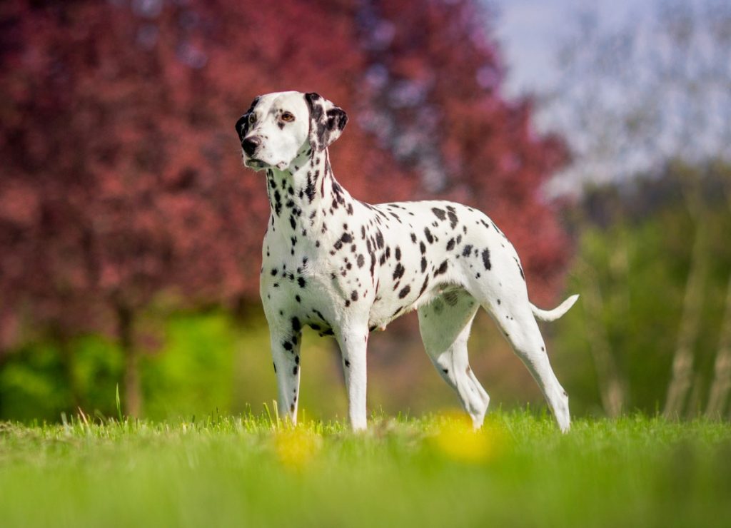 How to choose and buy a Dalmatian breed dog on a bulletin board in Israel