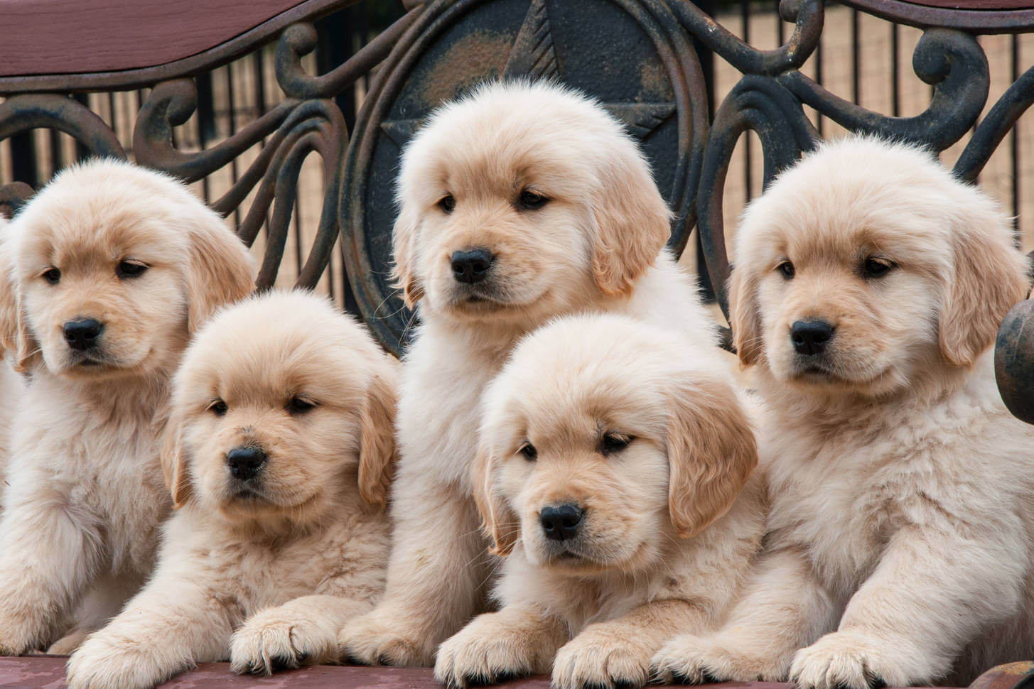 Buy golden Retriever puppies in Jerusalem: affectionate and playful pets.