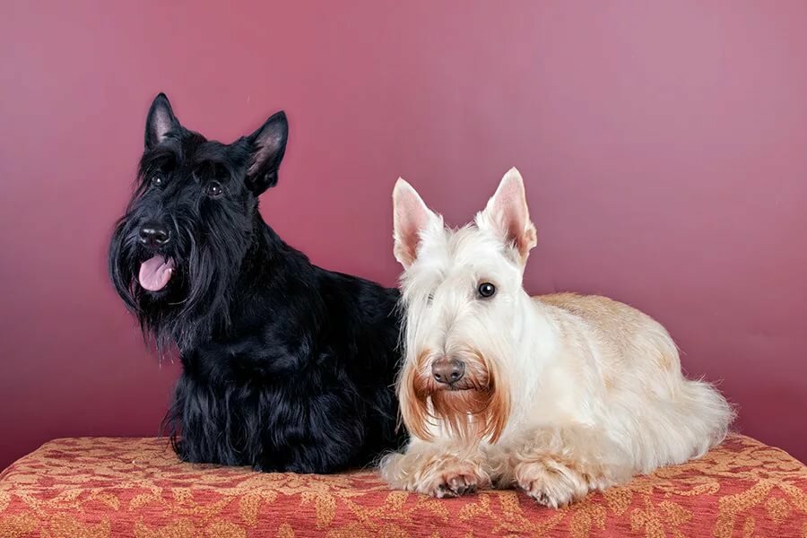 How to choose a Scotch Terrier puppy on a bulletin board in Israel