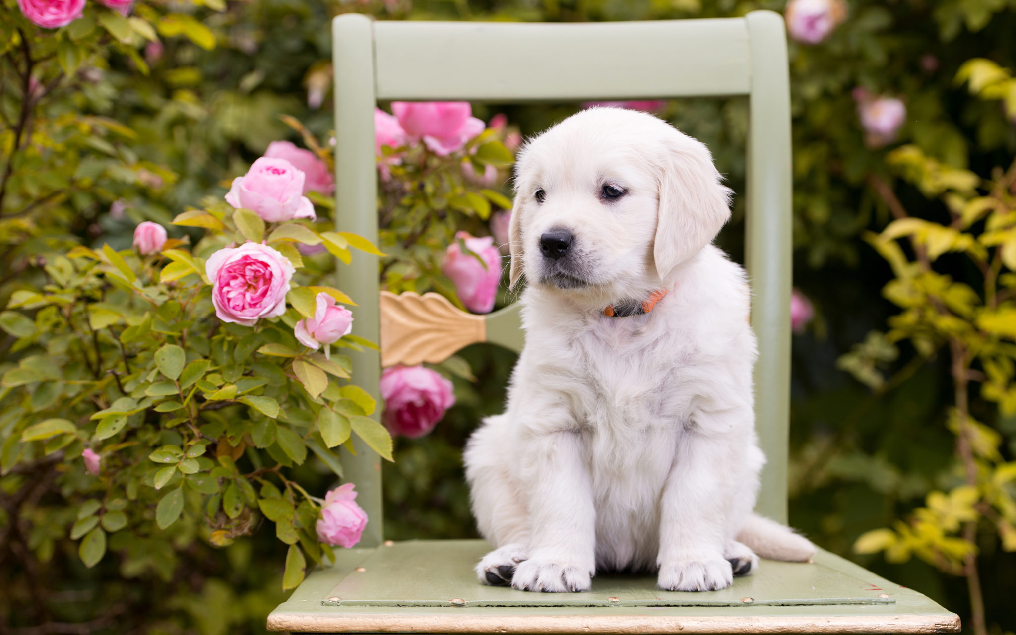 Comment choisir et acheter un chien de race Labrador sur un babillard en Israël