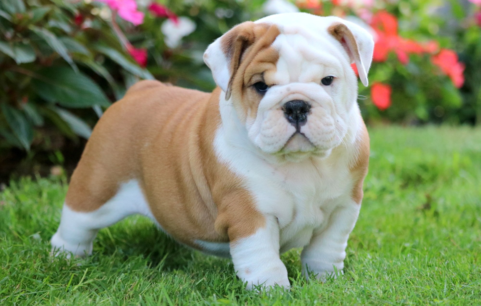 How to choose an English Bulldog puppy on a bulletin board in Israel