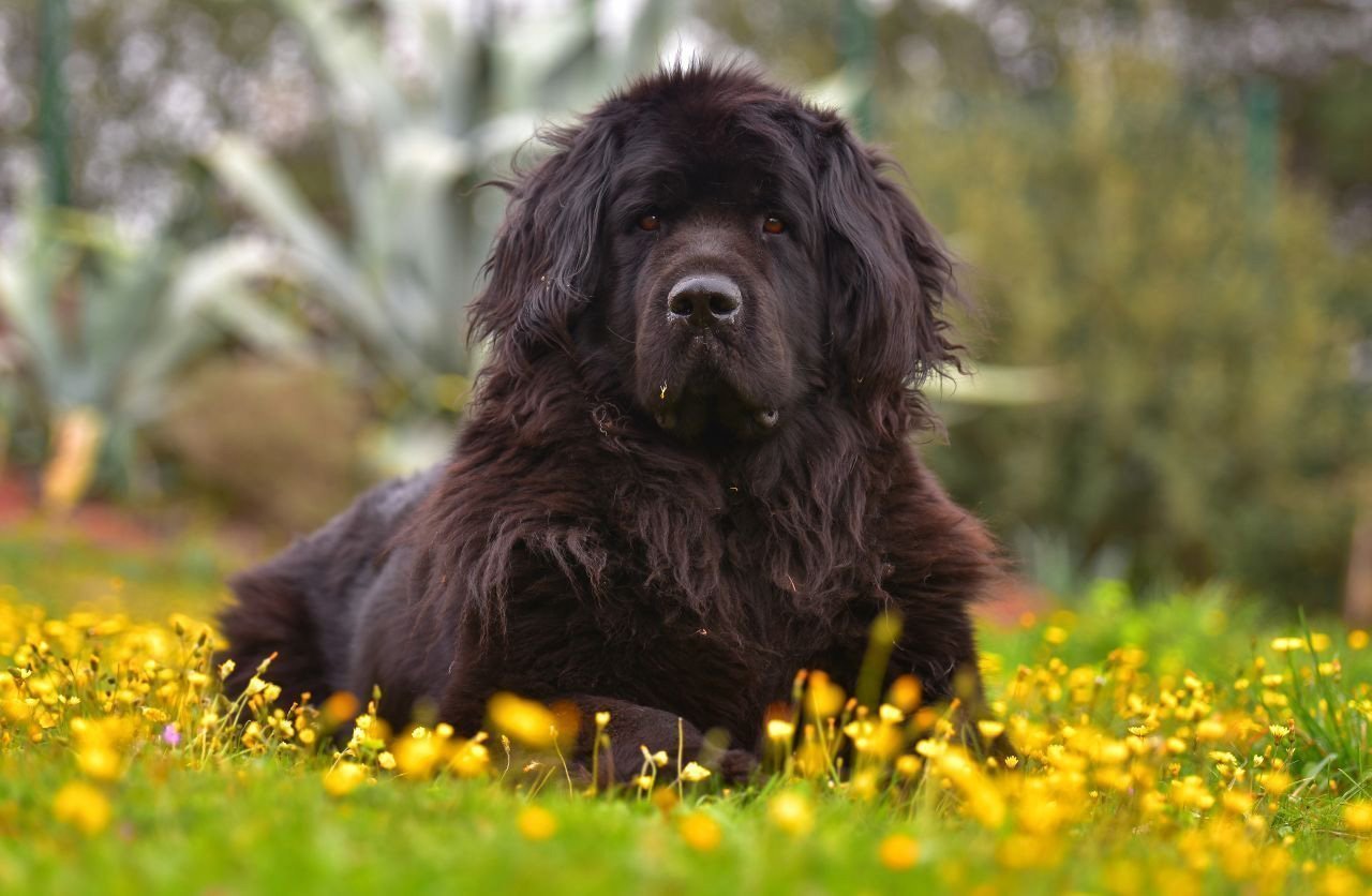 How to choose and buy a Newfoundland breed dog on a bulletin board in Israel