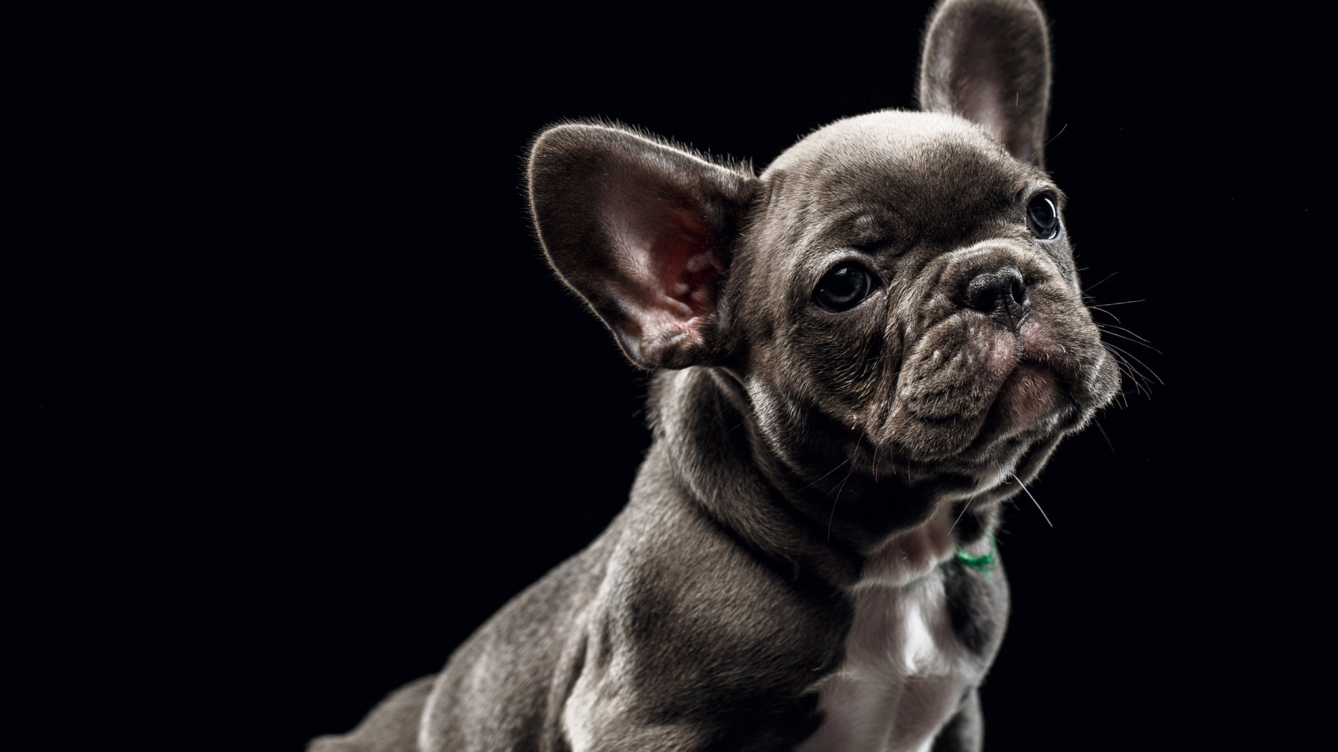Comment choisir et acheter un chien de race bouledogue français sur un babillard en Israël
