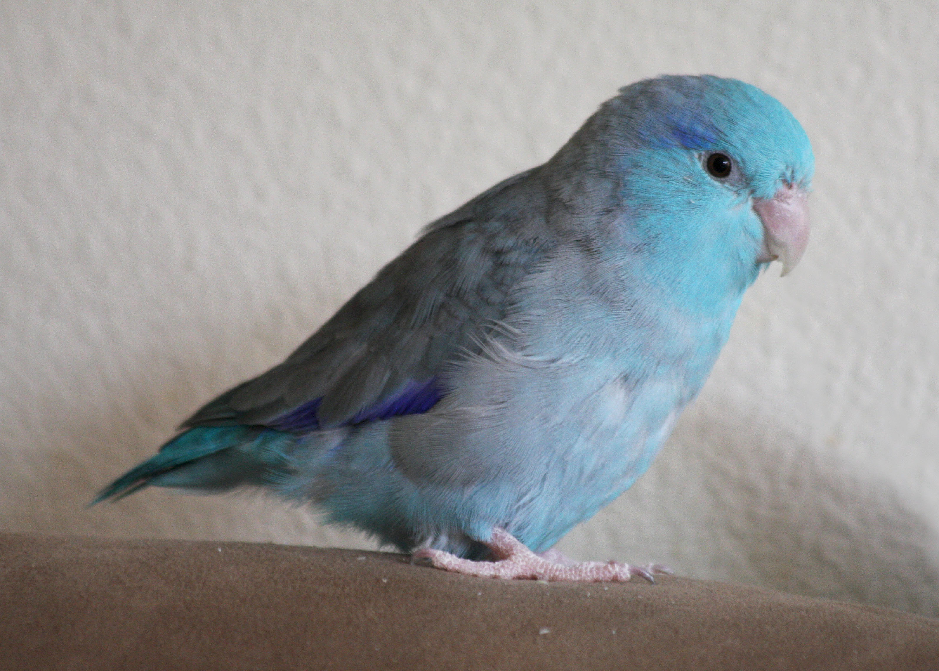 Buying and caring for a blue canary in Israel: important aspects of care