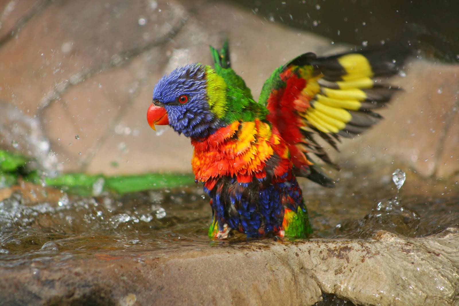 Purchasing and caring for a lorikeet in Israel: key aspects of maintenance