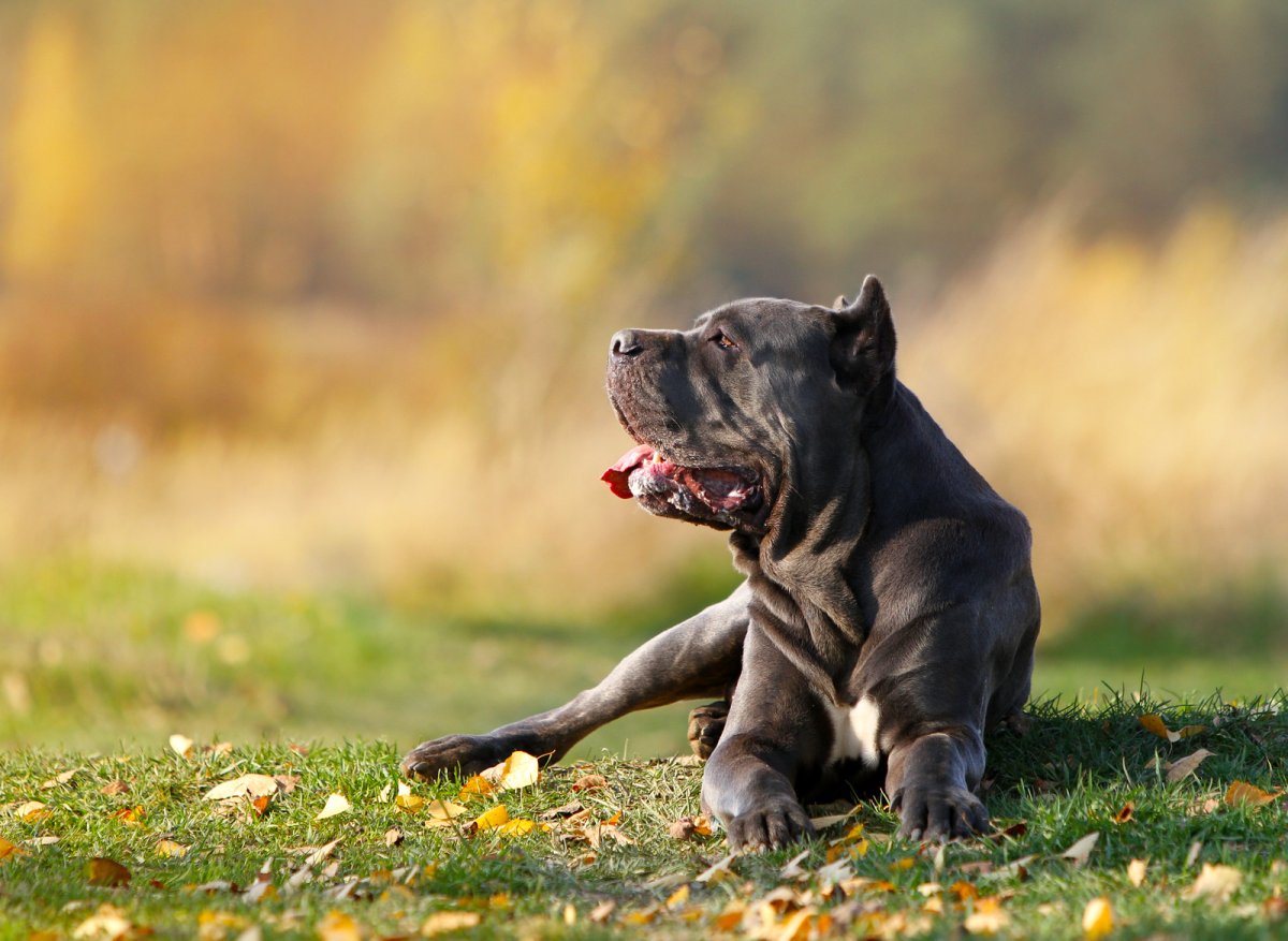 How to choose and buy a Cane Corso breed dog on a bulletin board in Israel