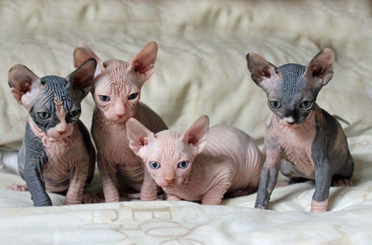 גורי חתולים ספינקס למכירה בבאר שבע: ייחודיים ומלאי חיבה.