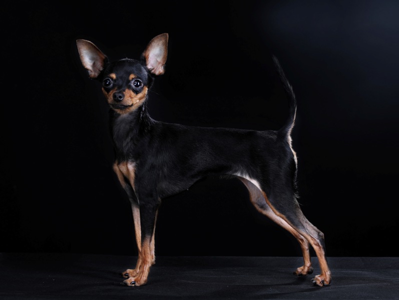 How to choose and buy a Toy Terrier breed dog on a bulletin board in Israel
