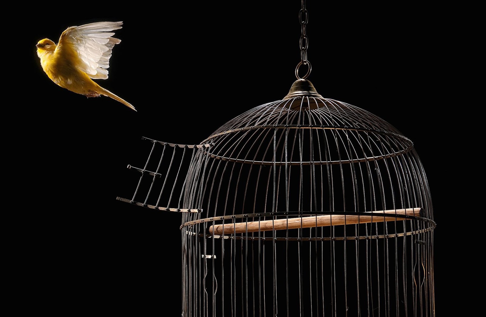 Buying Bird Cages in Israel: Choosing the Right Home for Your Avian Friend