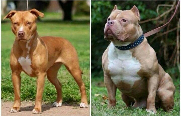 Breed Comparison: Pit Bull and American Bully