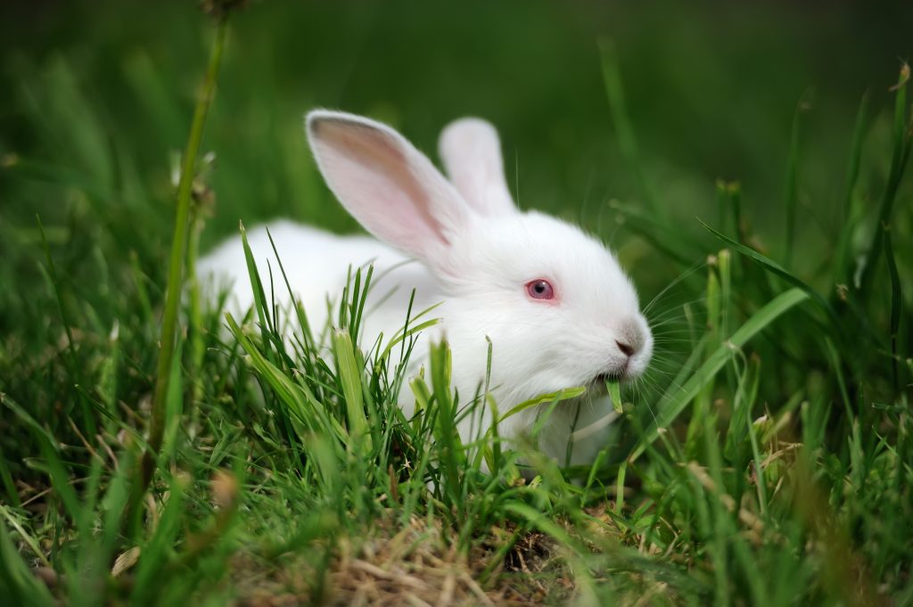 How to choose and buy a Hikol Rabbit on a bulletin board in Israel