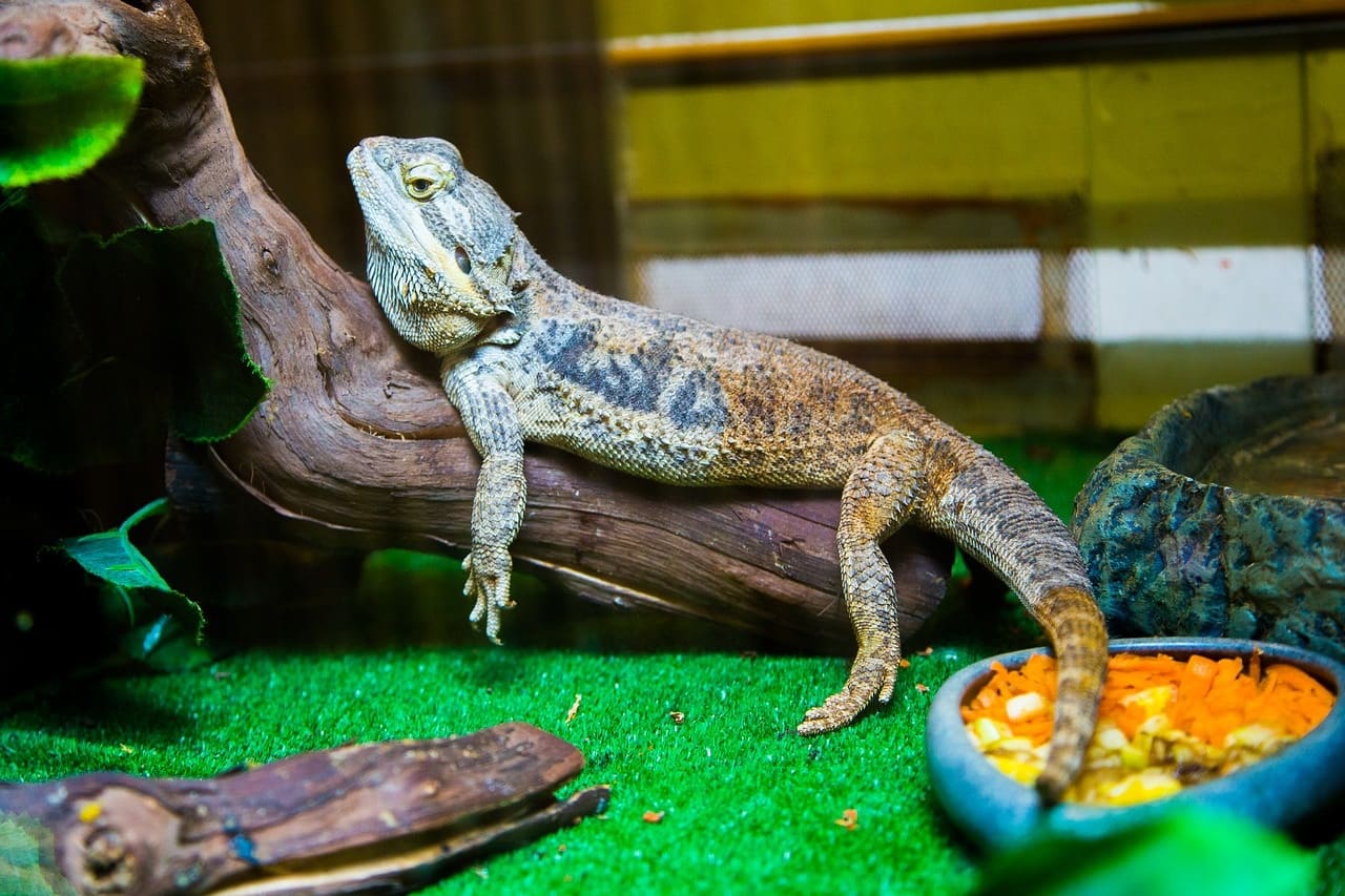 How to choose and buy an iguana for home on a bulletin board in Israel