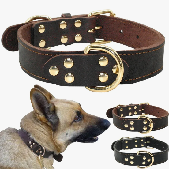 Buying Dog Collars in Israel: Ensuring Safety and Style for Your Canine