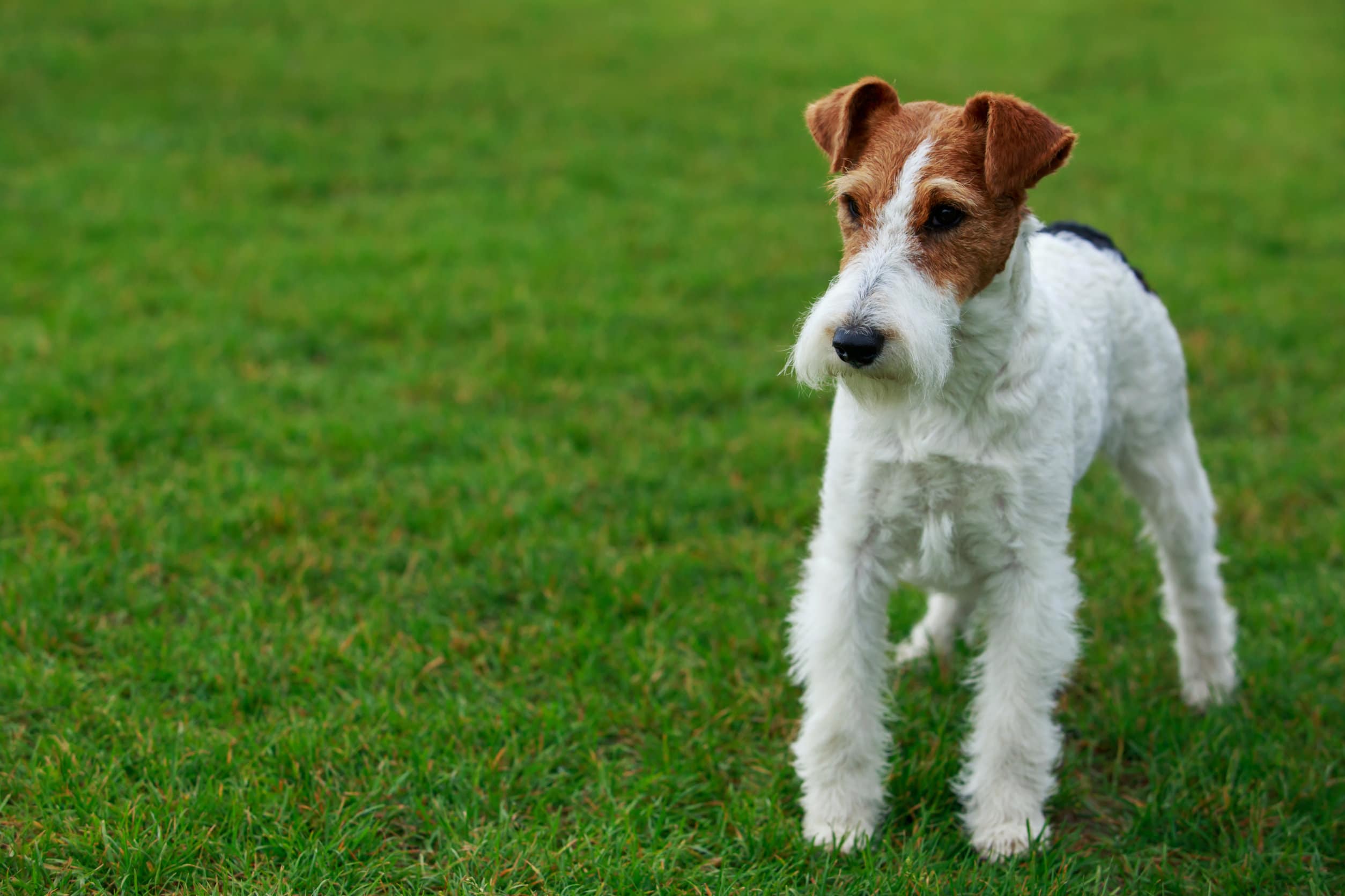 How to choose and buy a Fox Terrier breed dog on a bulletin board in Israel