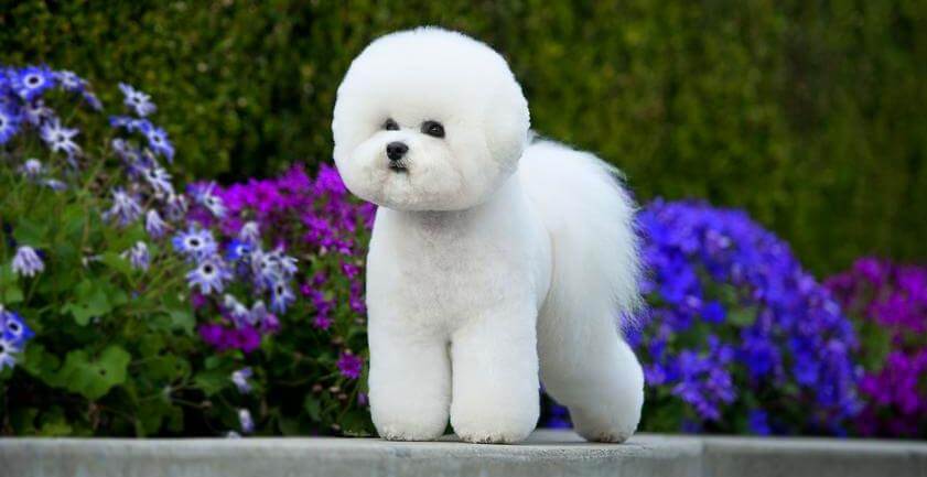 How to choose and buy a Bichon Frise breed dog on a bulletin board in Israel